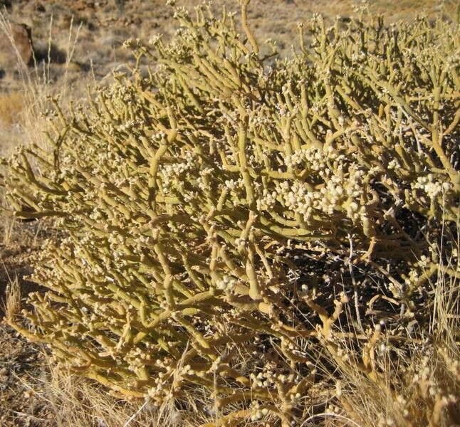 Mesembryanthemum leptarthron habit