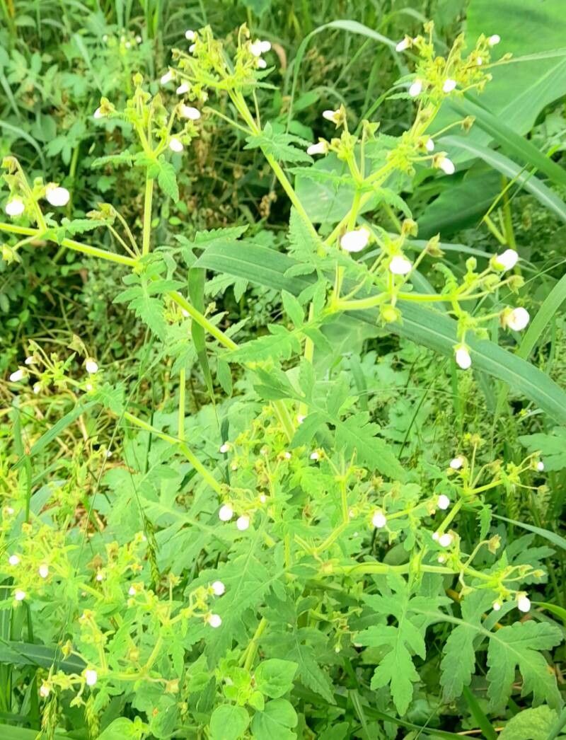 Calceolaria chelidonioides habit