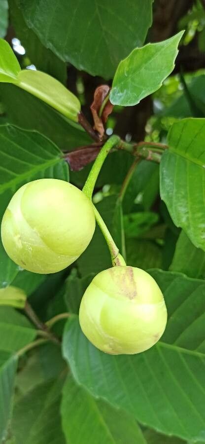 Dillenia philippinensis fruit