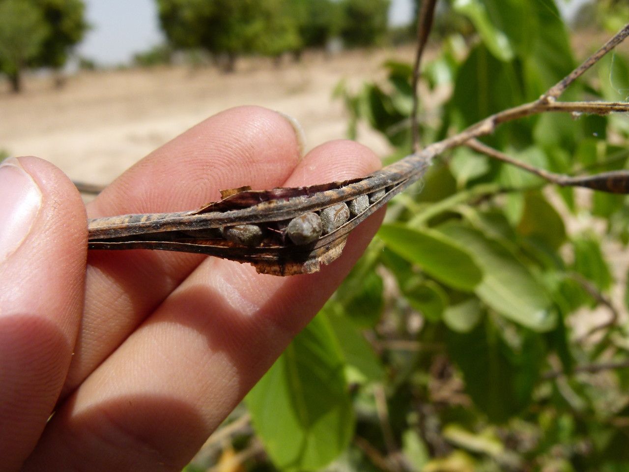 Holarrhena floribunda fruit