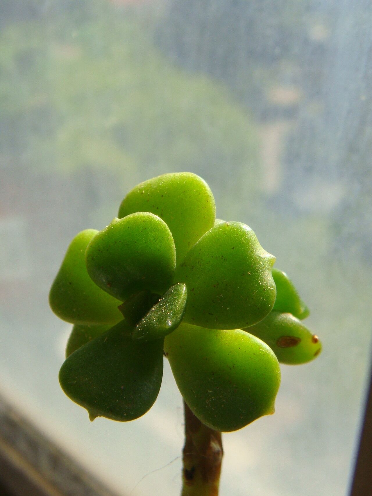 Echeveria multicaulis — search result for 'Echeveria'