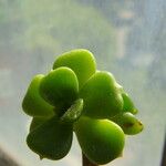 Echeveria multicaulis