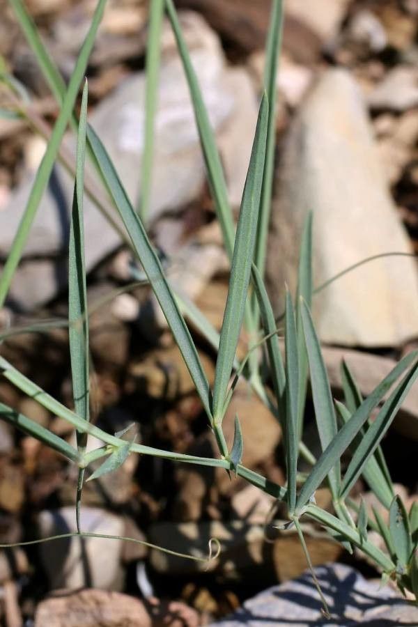 Lathyrus setifolius leaf