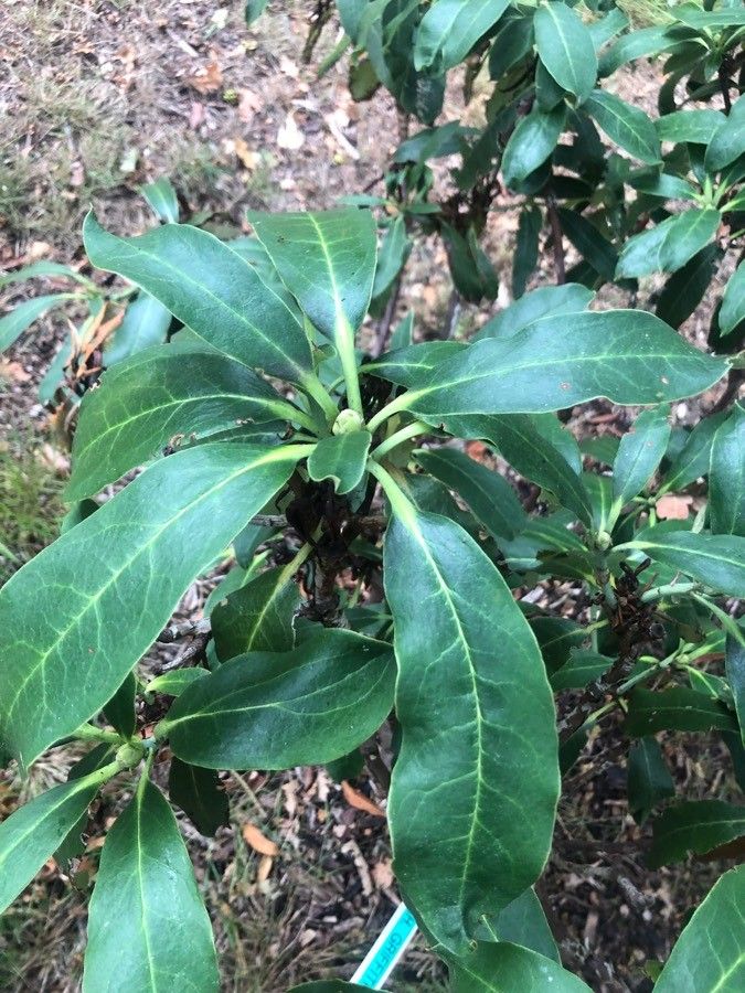 Rhododendron griffithianum — houseplant care guide