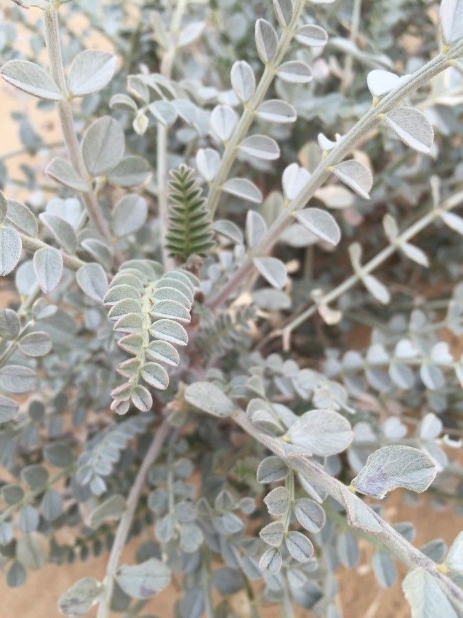 Astragalus layneae — houseplant care guide