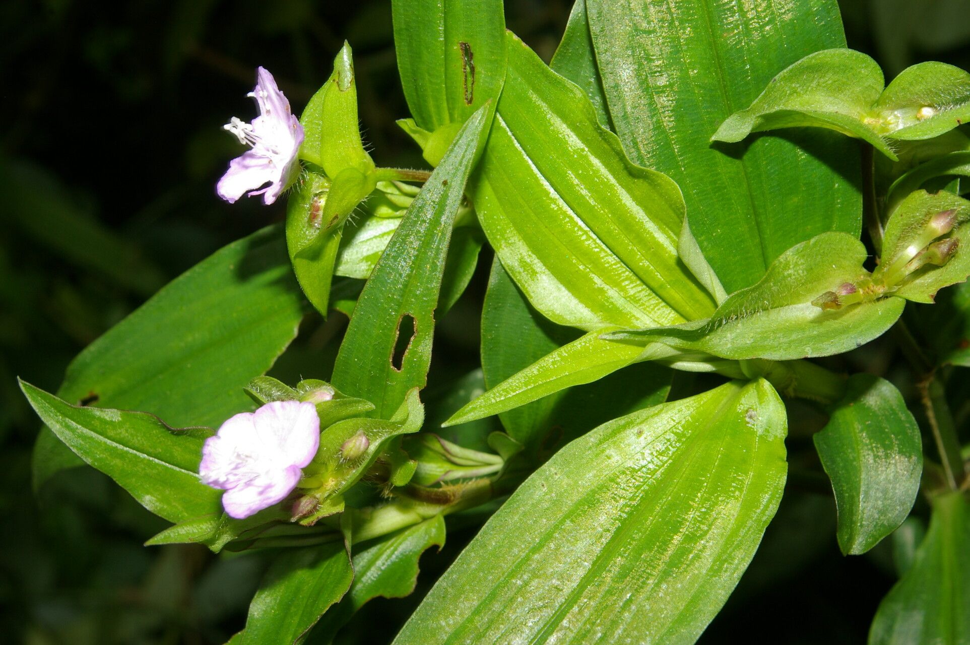 Tradescantia poelliae habit