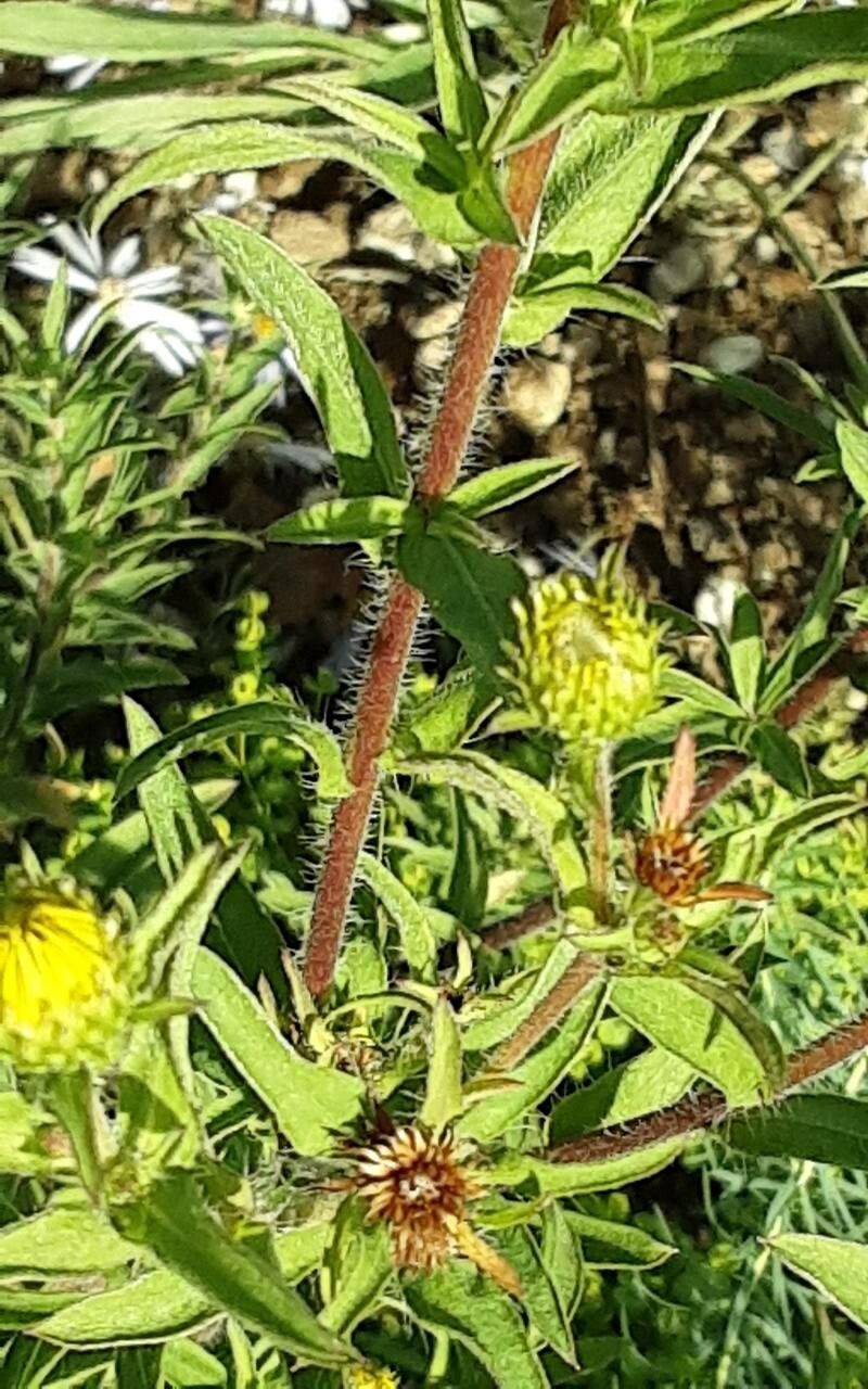 Heterotheca camporum bark