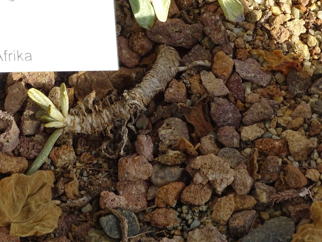 Senecio vestitus bark