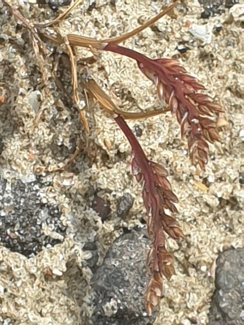 Catapodium marinum flower