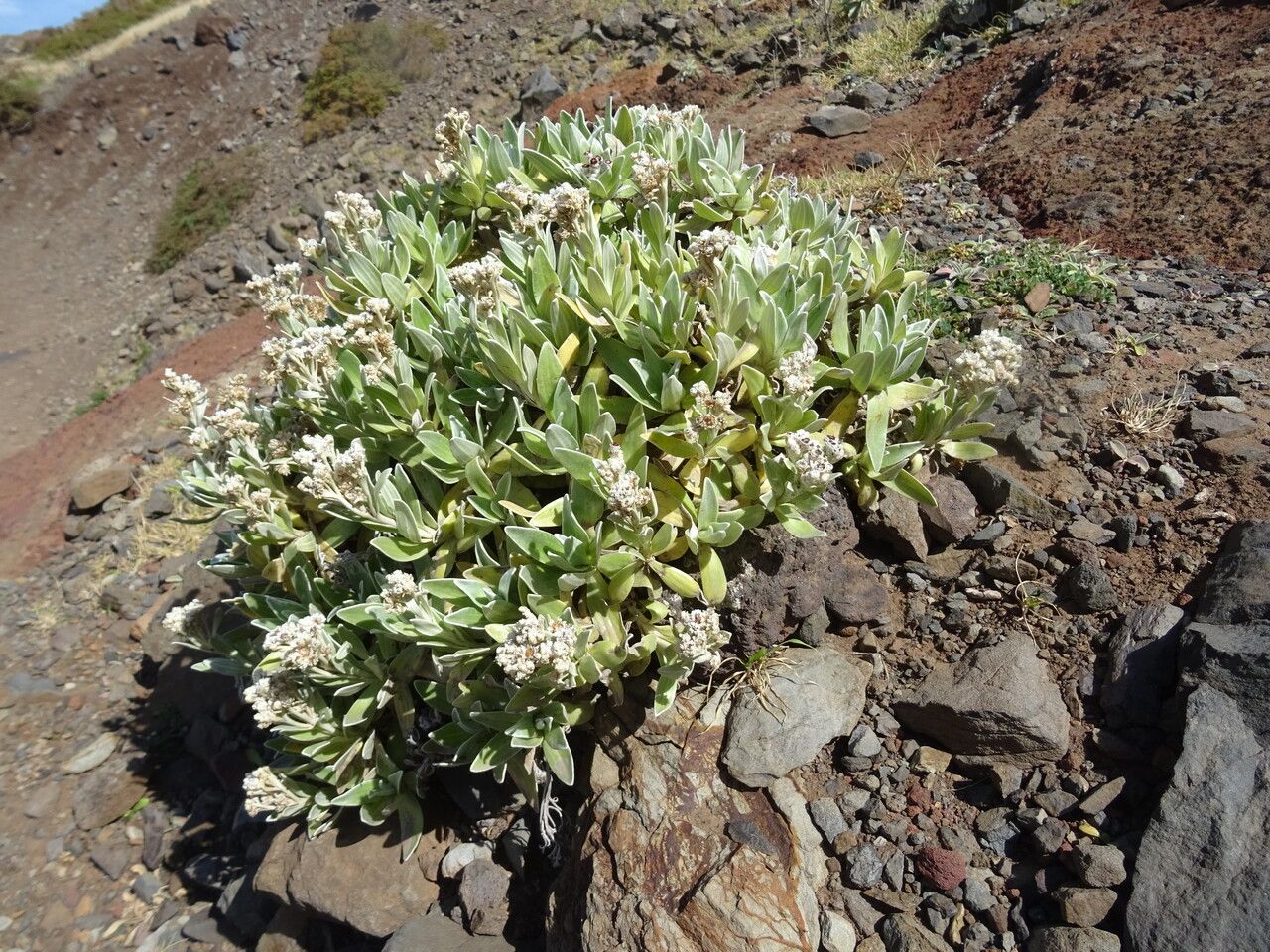 Helichrysum devium habit