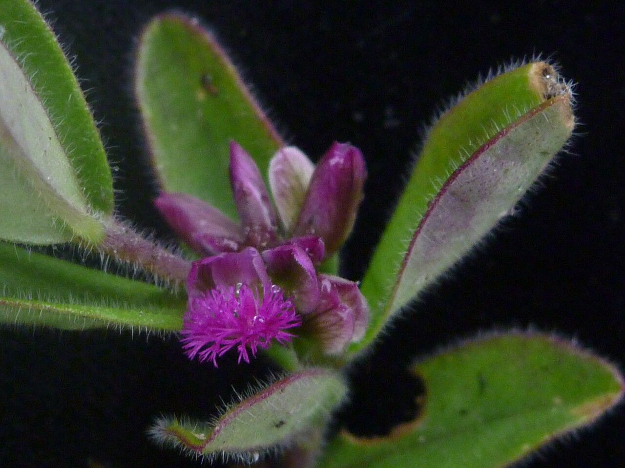 Polygala crotalarioides — search result for 'Polygala'