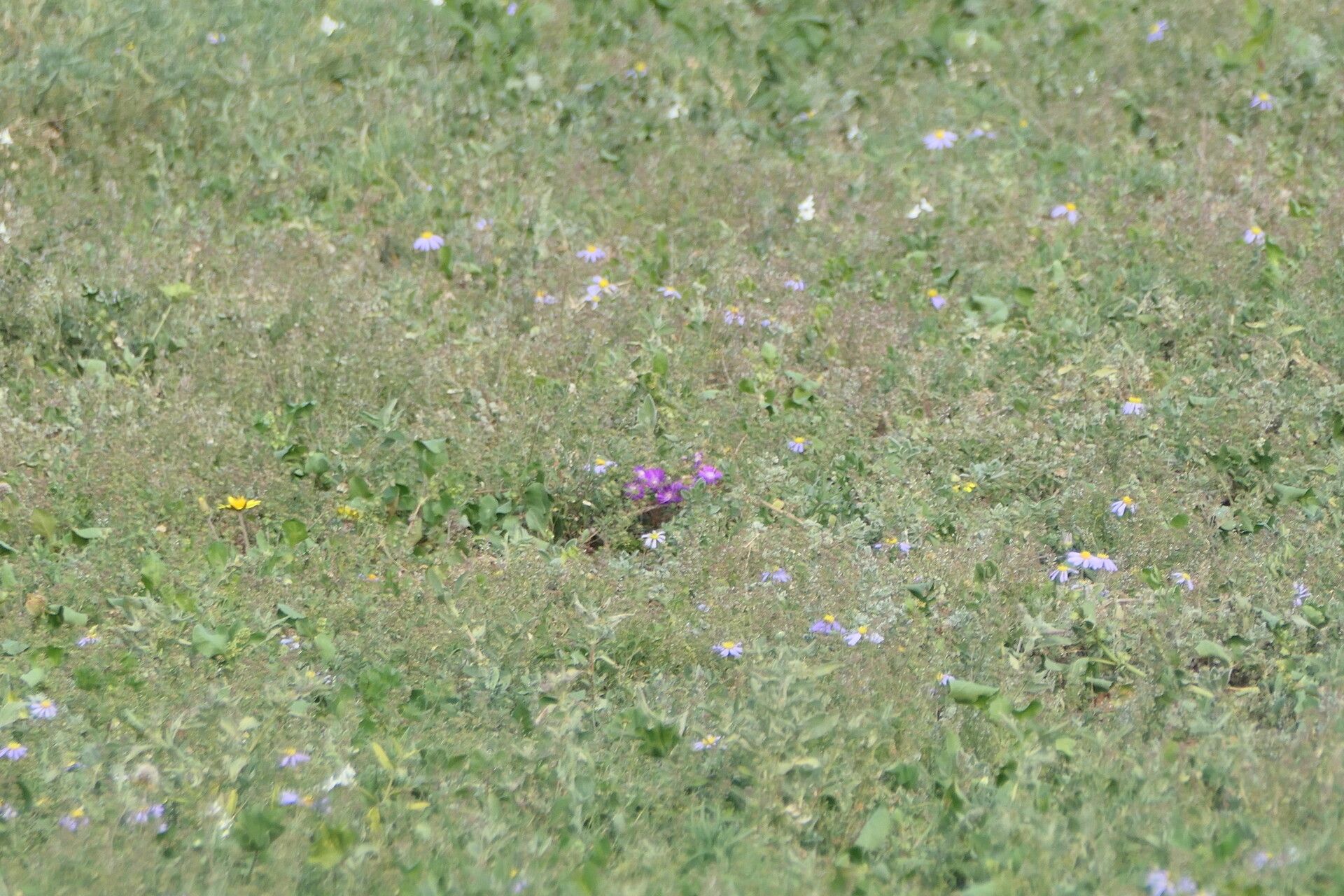 Turbina oblongata flower