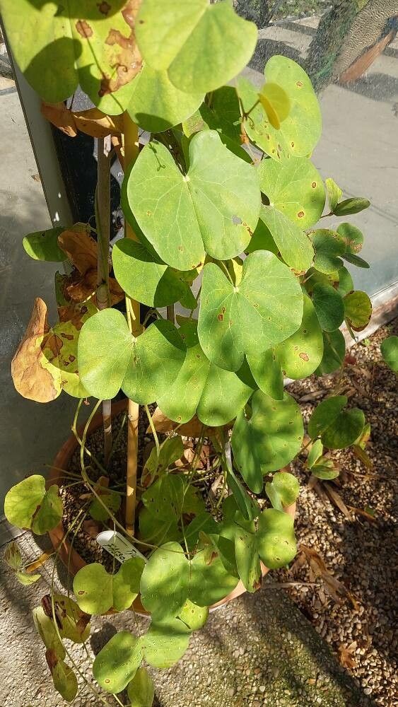 Tylosema fassoglensis — houseplant care guide