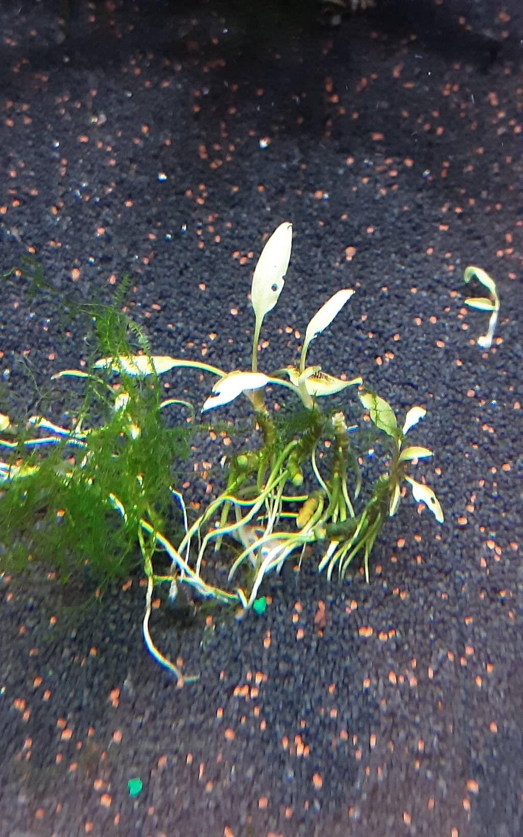 Cryptocoryne crispatula — related species from the same genus