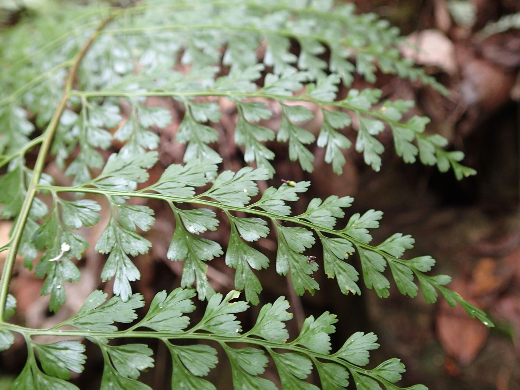 Asplenium laserpitiifolium leaf