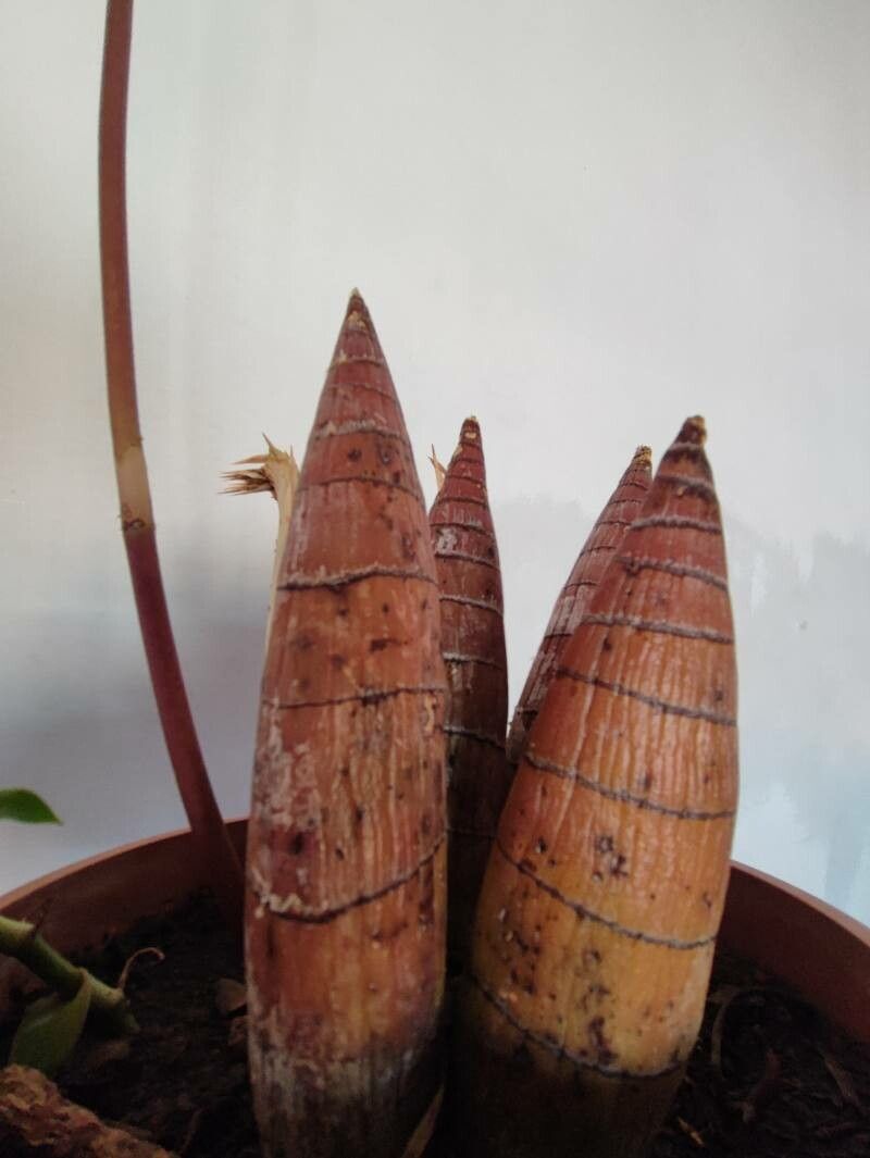 Oncidium leleui bark