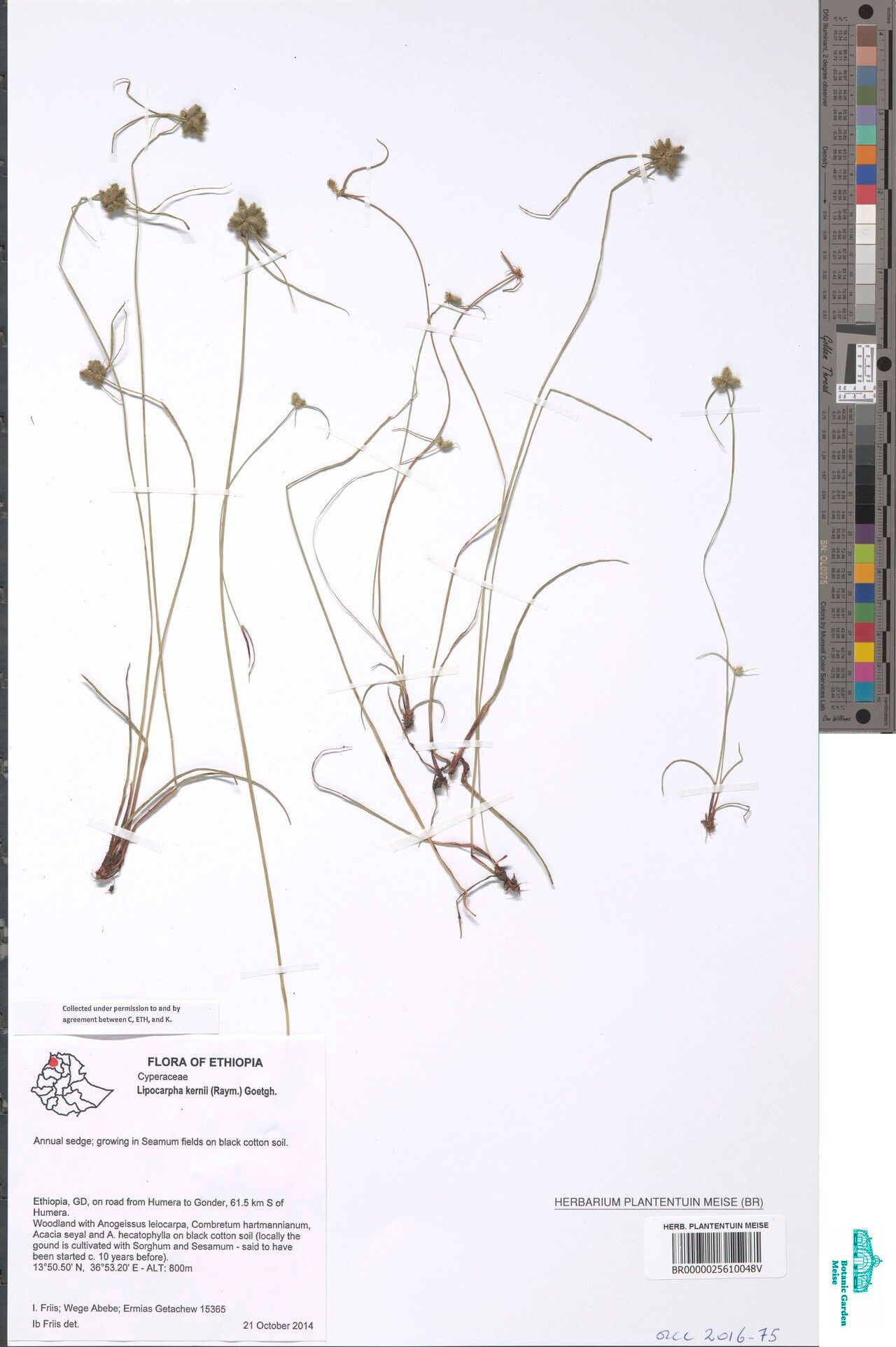 Cyperus kernii — houseplant care guide