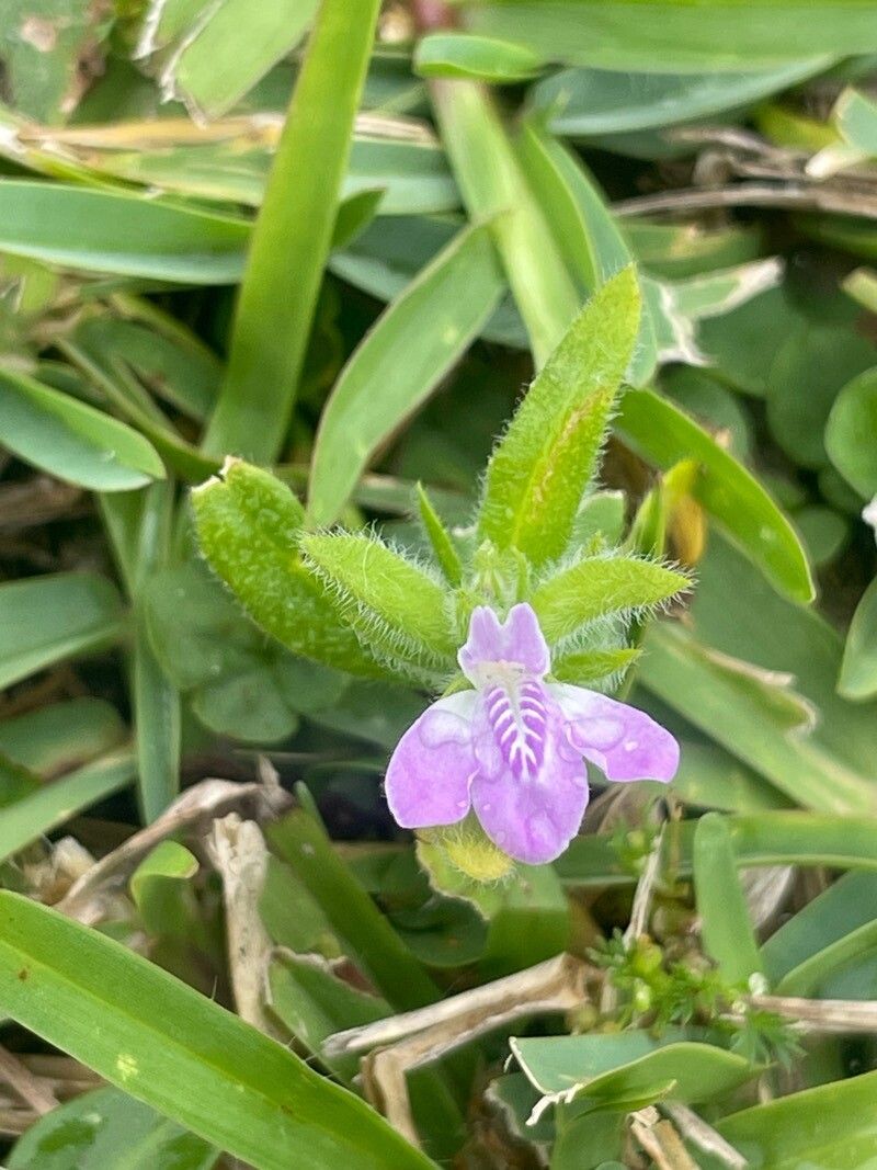 Dianthera laevilinguis flower