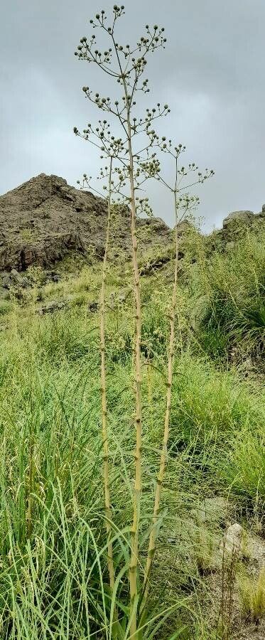 Eryngium horridum habit