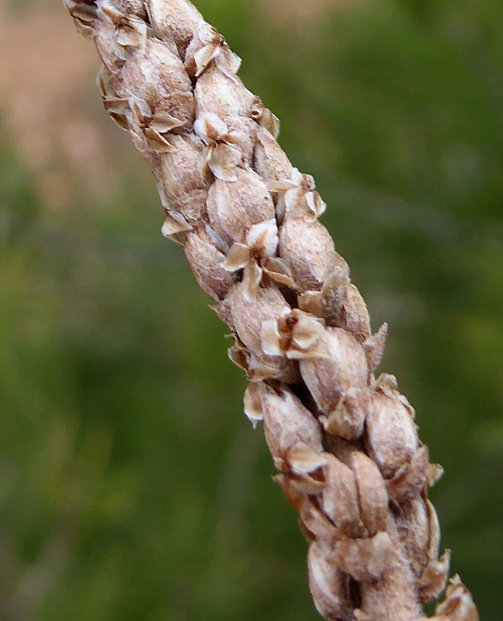 Plantago crassifolia fruit