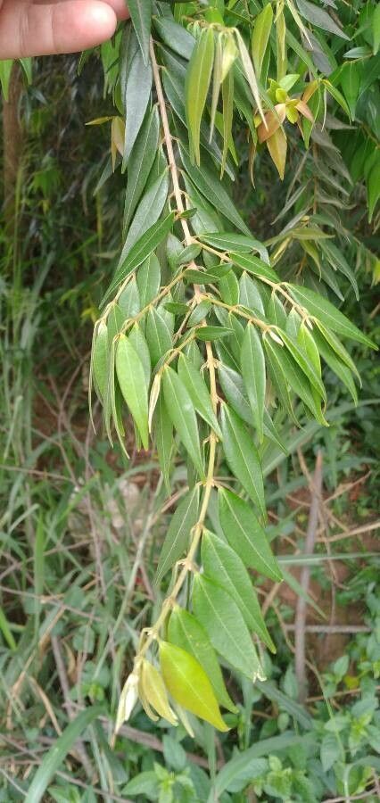 Xylopia frutescens leaf