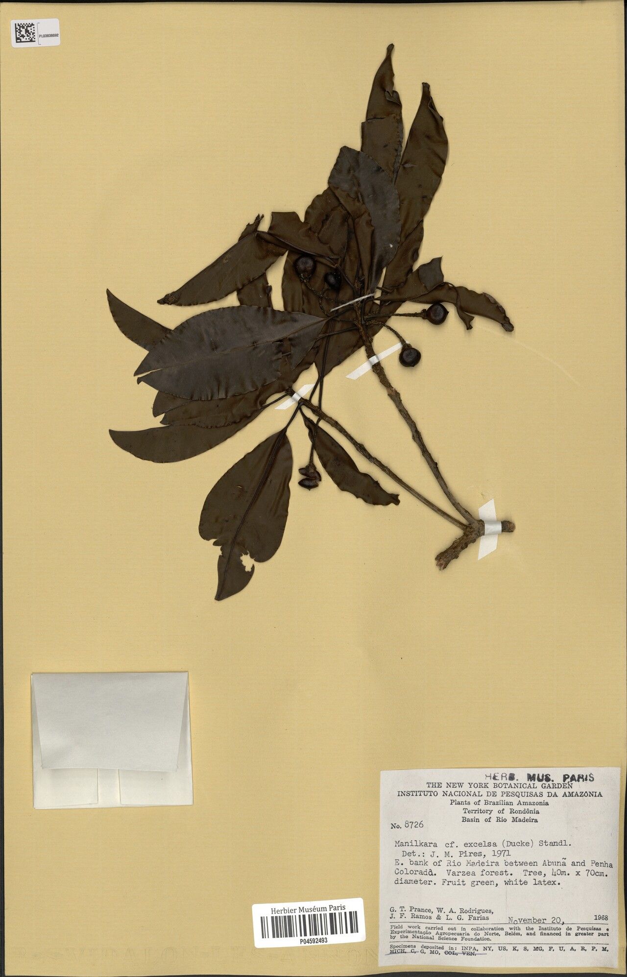 Manilkara excelsa fruit