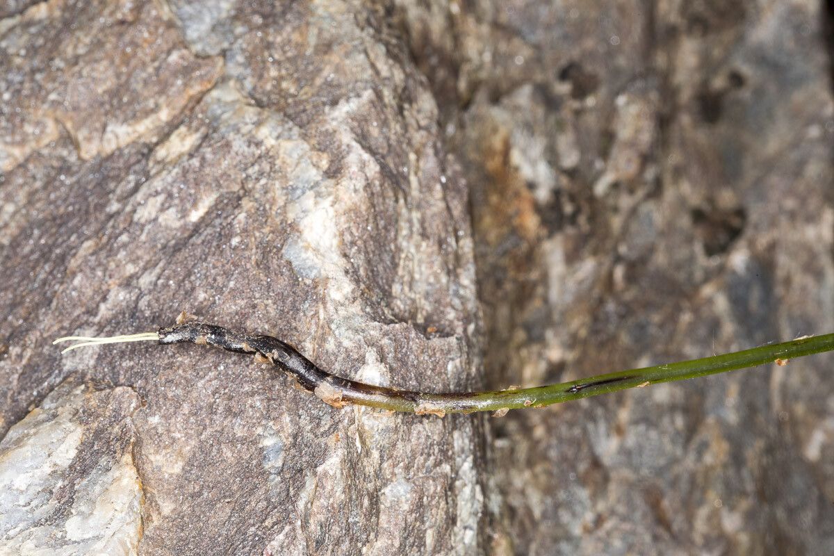 Gymnocarpium dryopteris bark