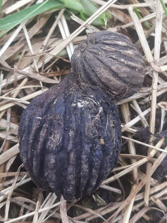 Juglans neotropica fruit