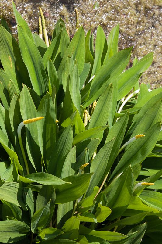 Orontium aquaticum flower