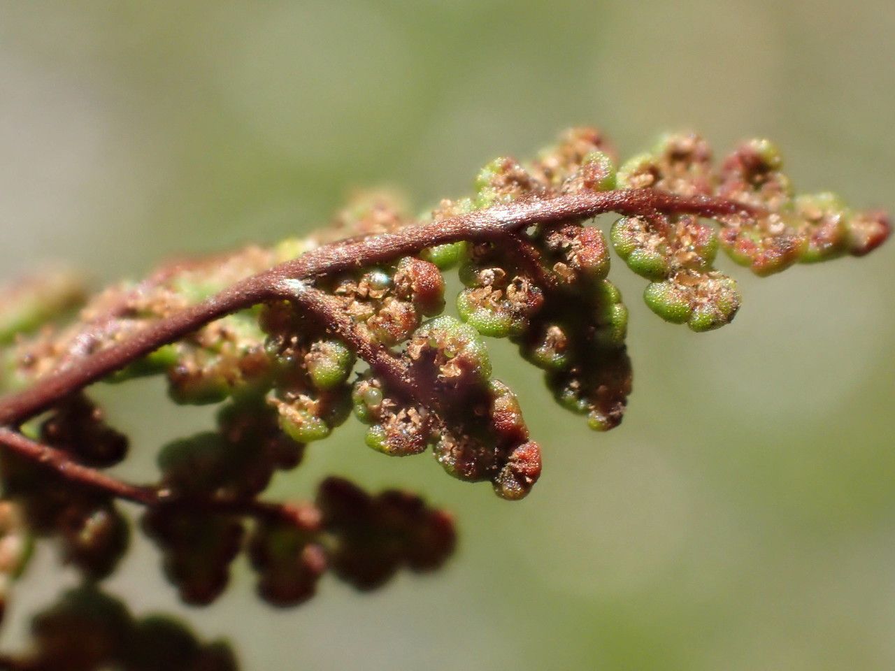 Hemionitis tinaei fruit