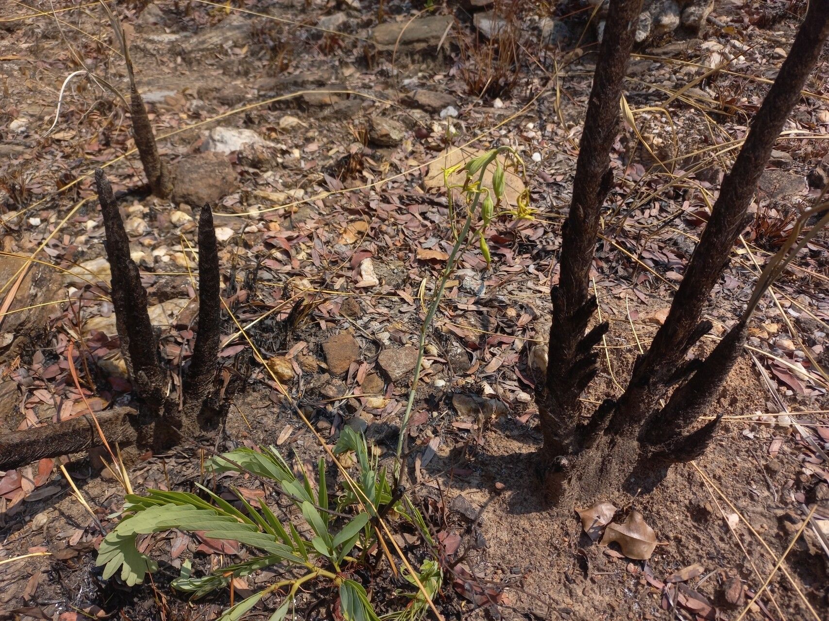Eulophia callichroma habit