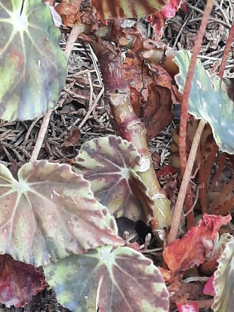 Begonia hydrocotylifolia bark