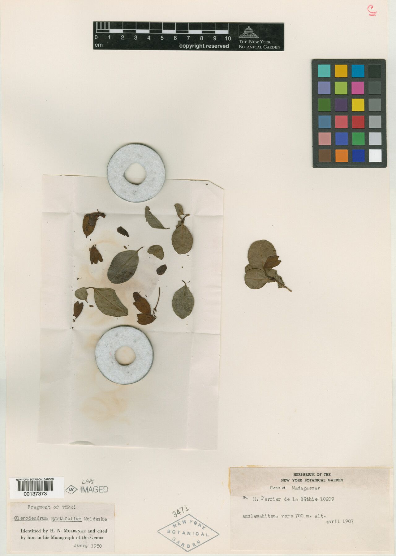 Clerodendrum myrtifolium — houseplant care guide