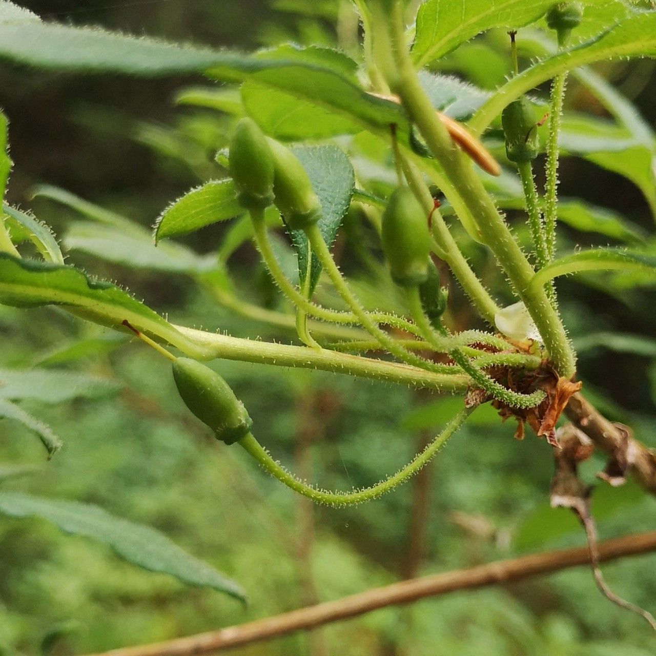 Menziesia ferruginea fruit
