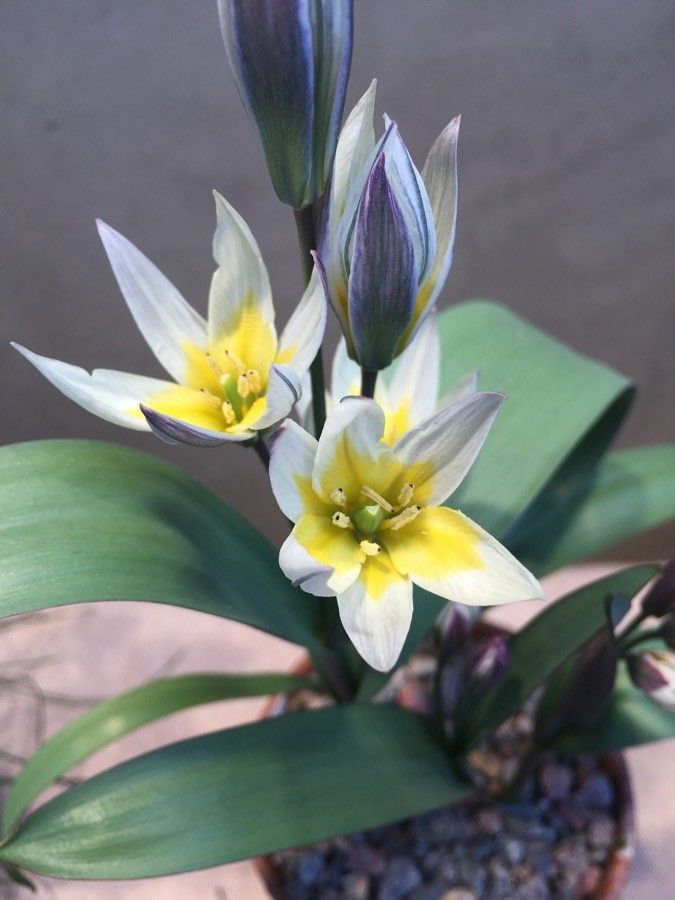 Tulipa bifloriformis flower