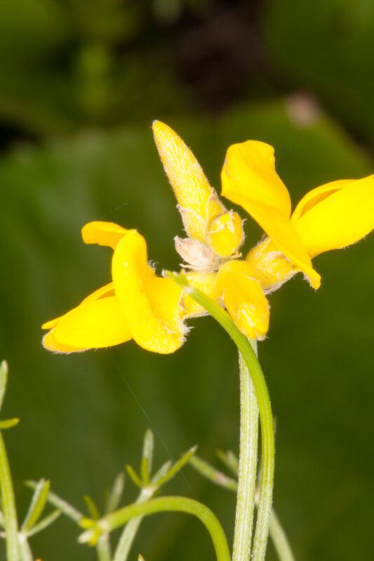 Genista radiata flower