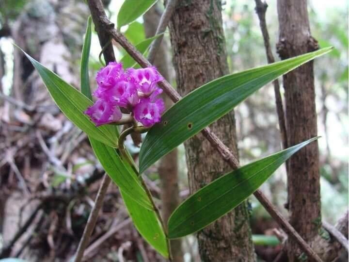Elleanthus brasiliensis — related species from the same genus