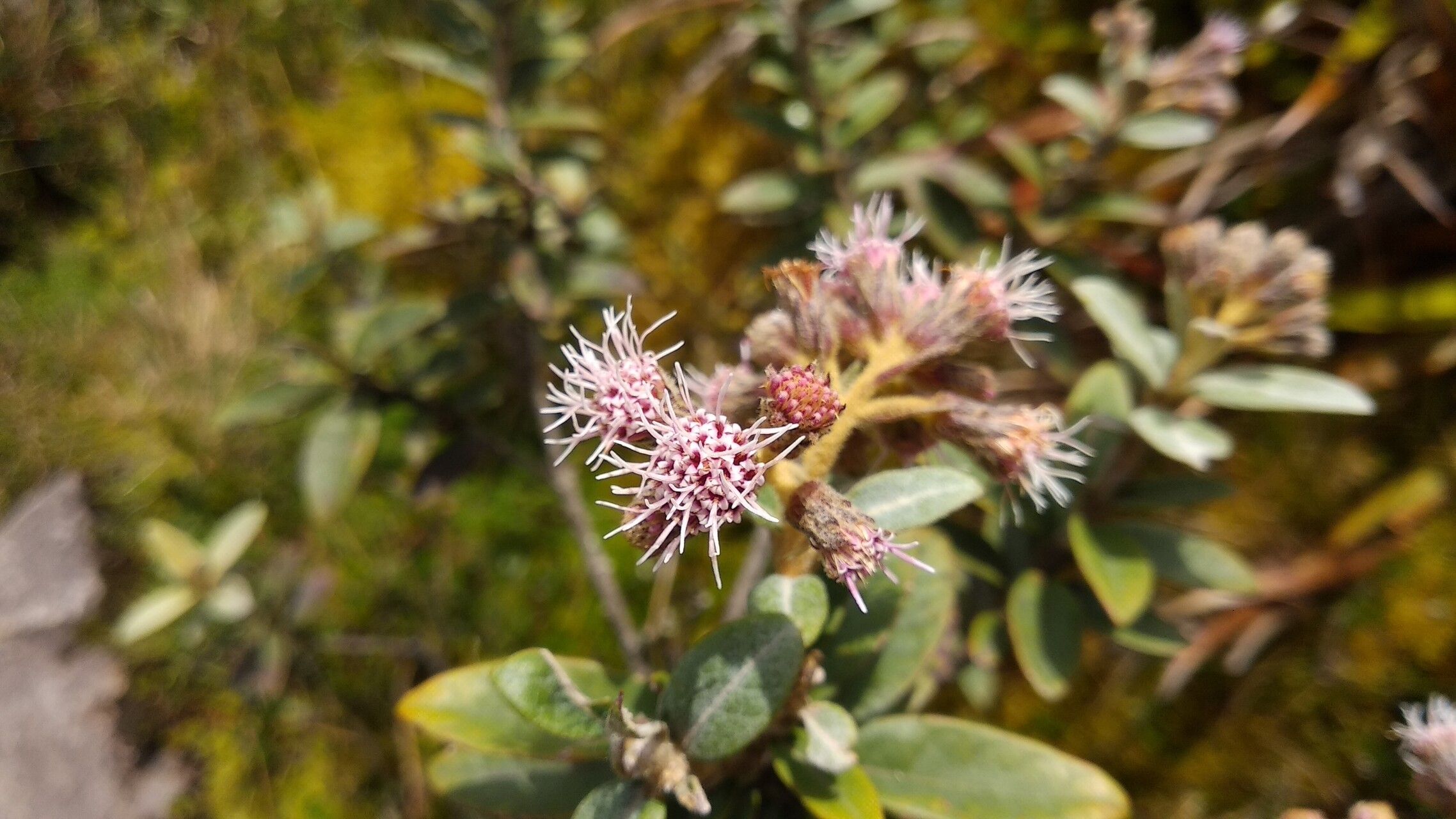 Ageratina gynoxoides flower