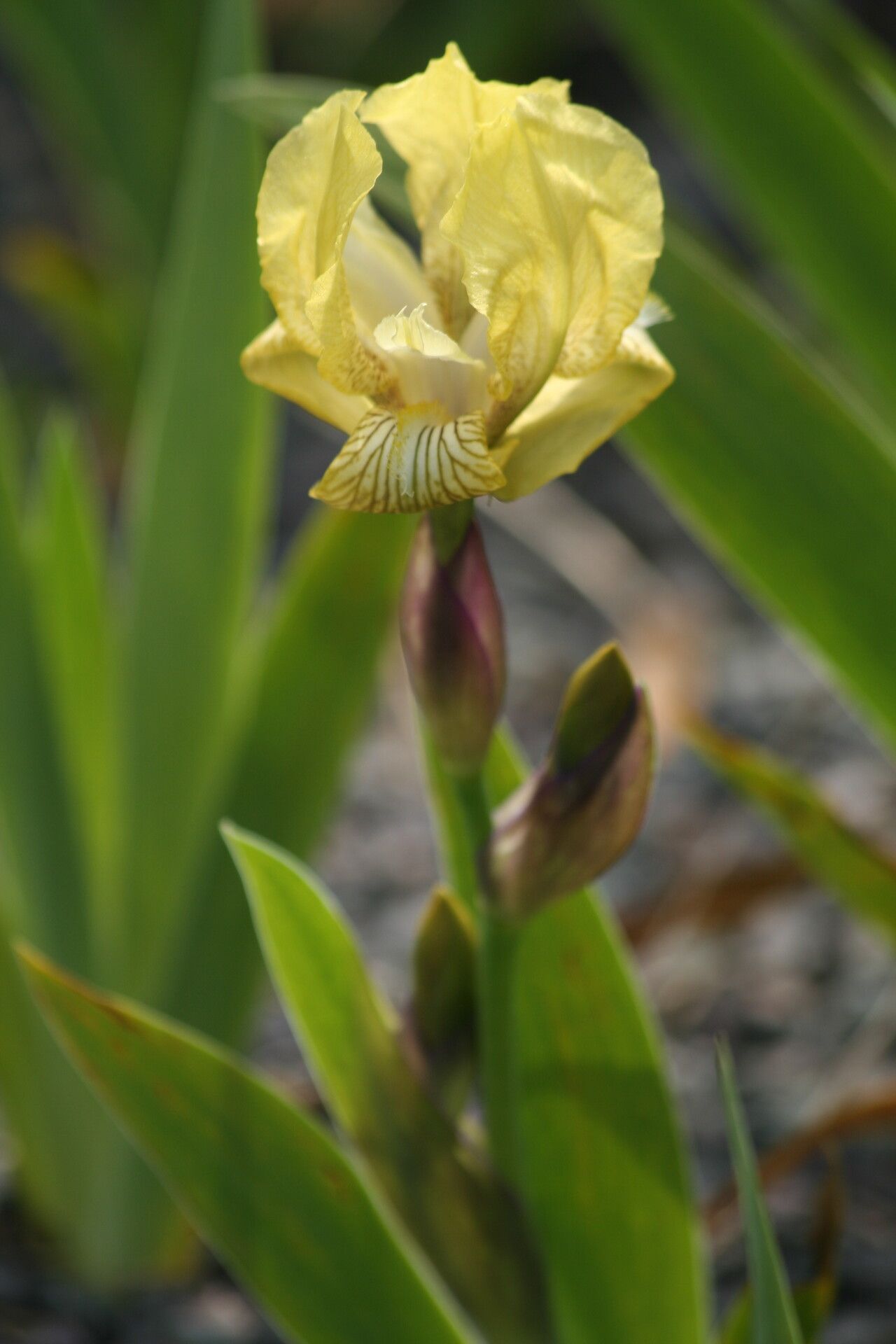 Iris purpureobractea flower