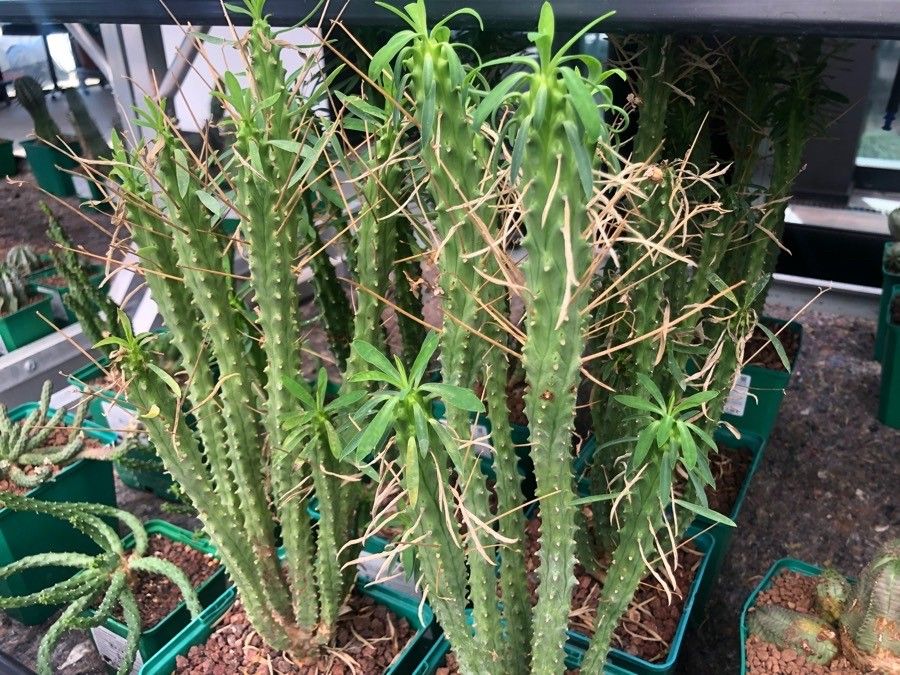 Euphorbia loricata leaf