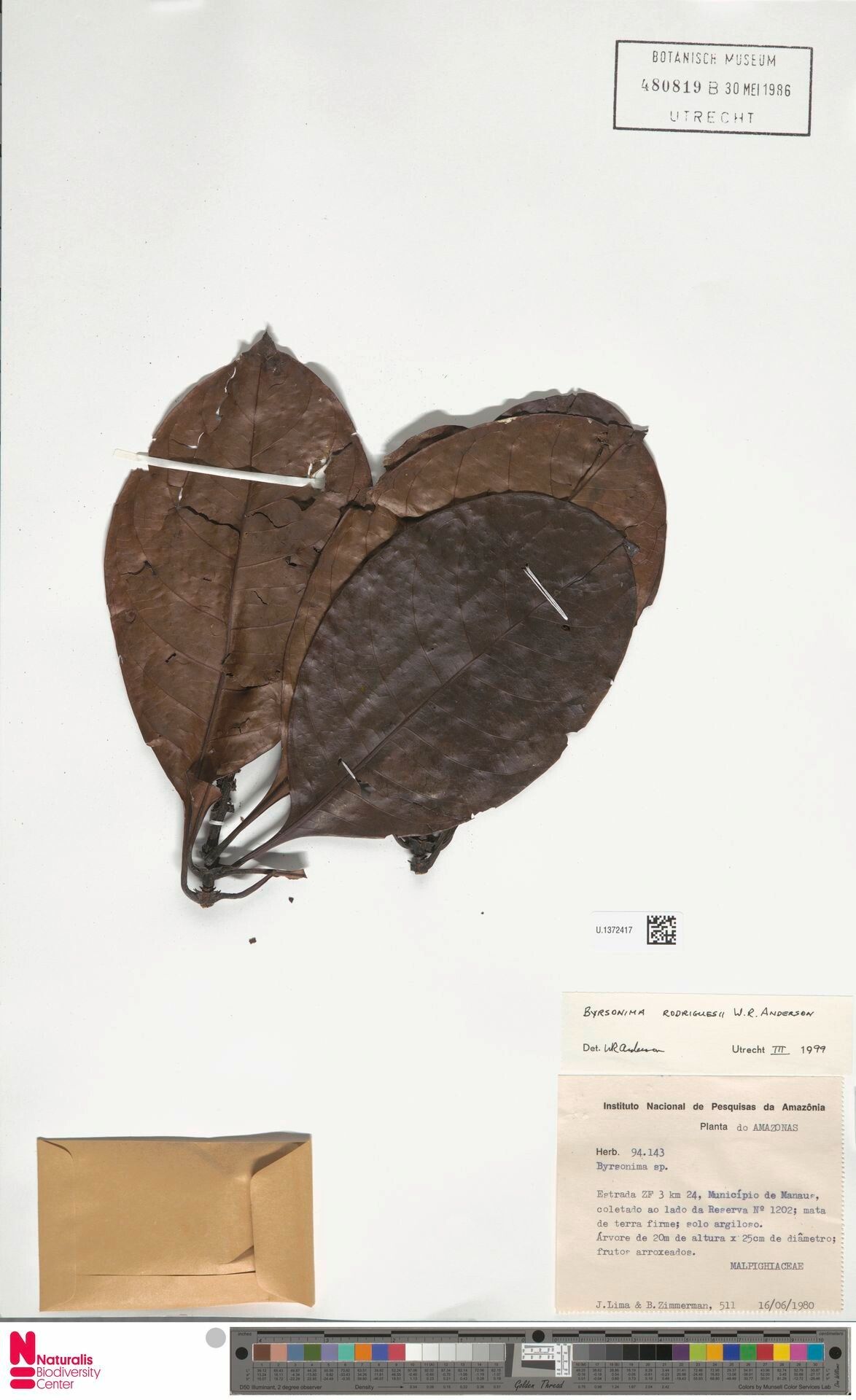 Byrsonima rodriguesii — houseplant care guide