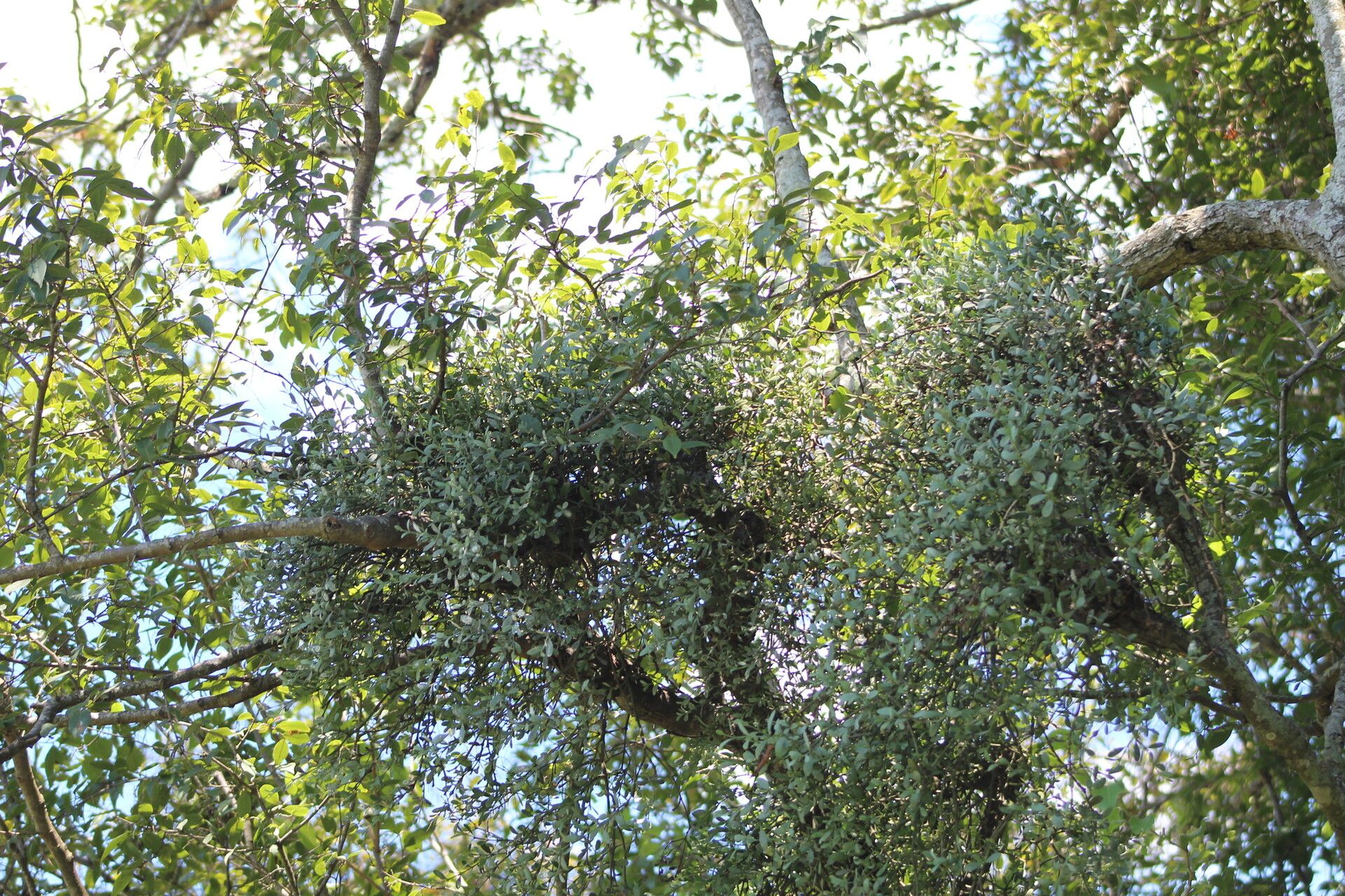 Phoradendron obtusissimum habit