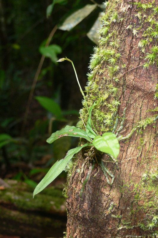 Cheiradenia cuspidata leaf
