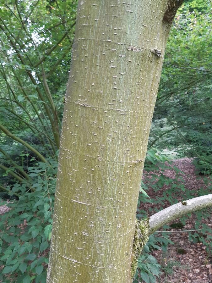 Acer acuminatum bark