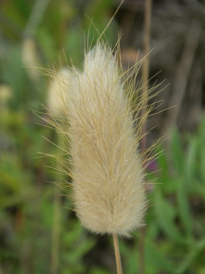 Lagurus ovatus fruit