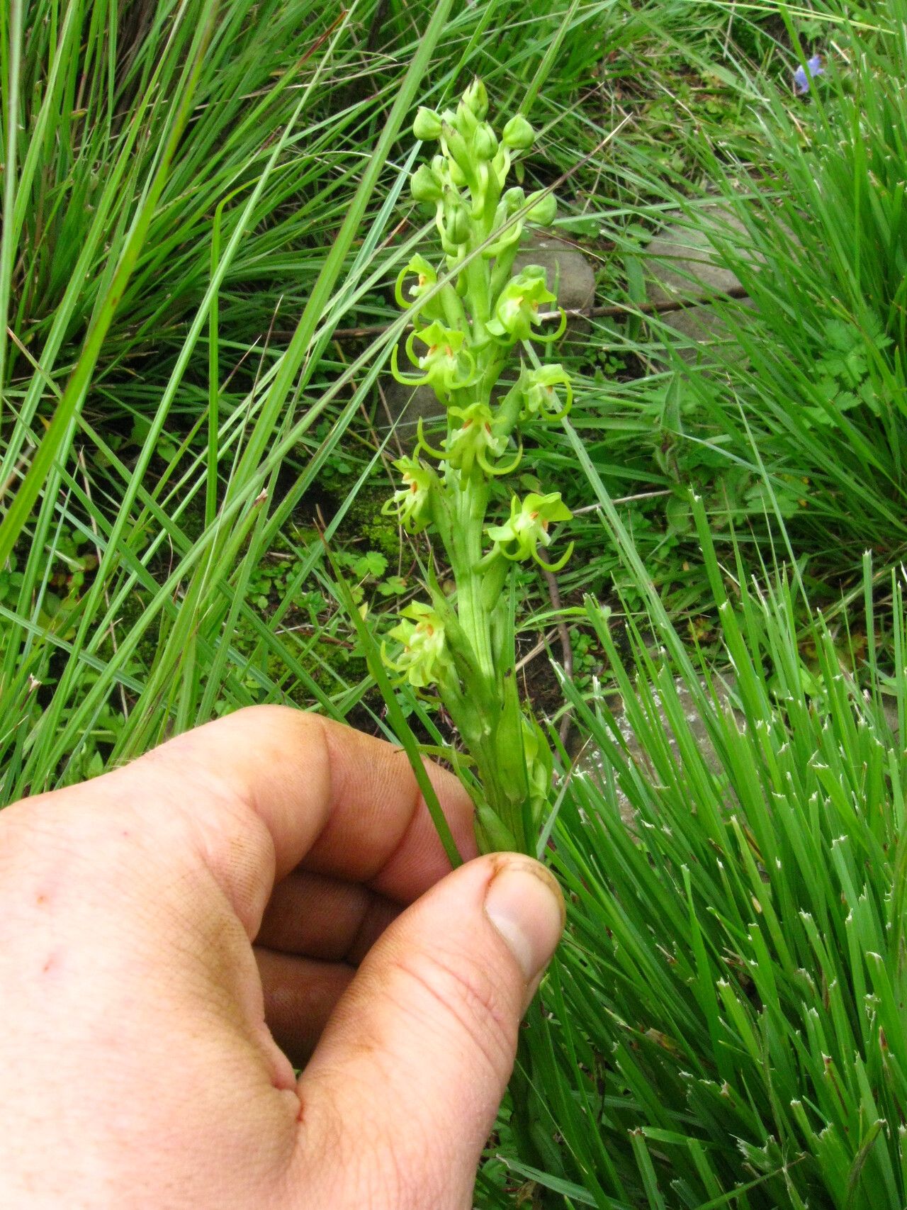 Habenaria obovata — houseplant care guide