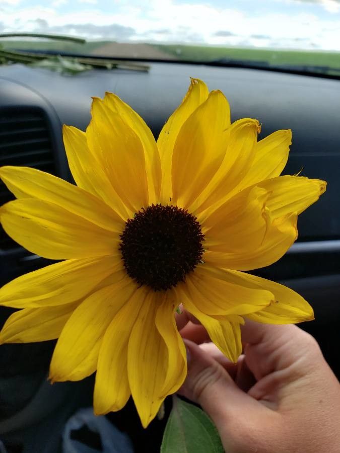 Helianthus heterophyllus flower