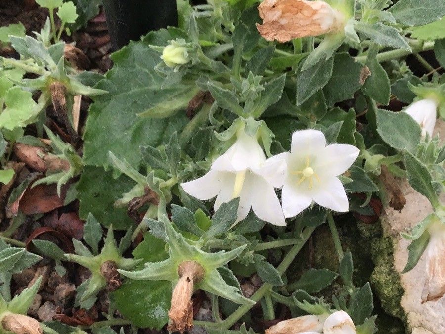 Campanula kachethica flower