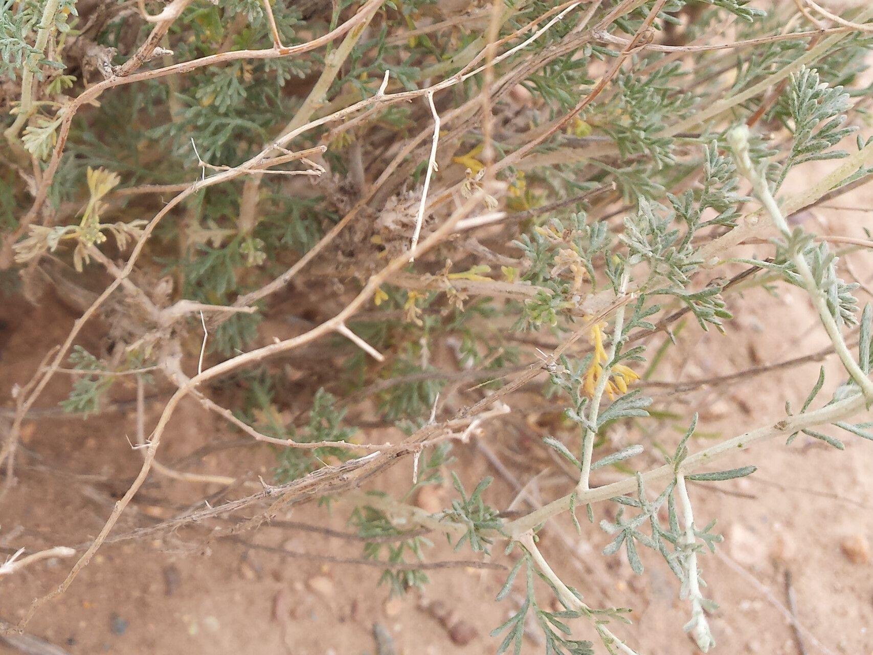 Artemisia kopetdaghensis — search result for 'Artemisia'