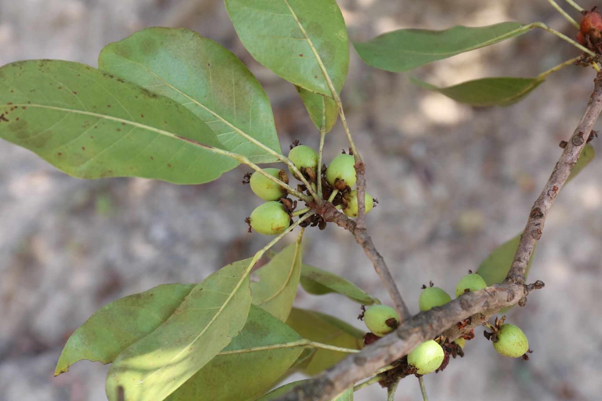 Uapaca nitida fruit
